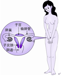卵巢性不孕来袭怎么办？